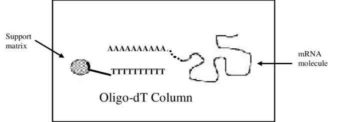 5'-Fl-Oligo d(T)12 - 25 ug.