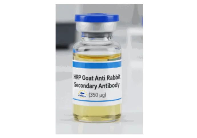 HRP Goat Anti Rabbit Secondary Antibody